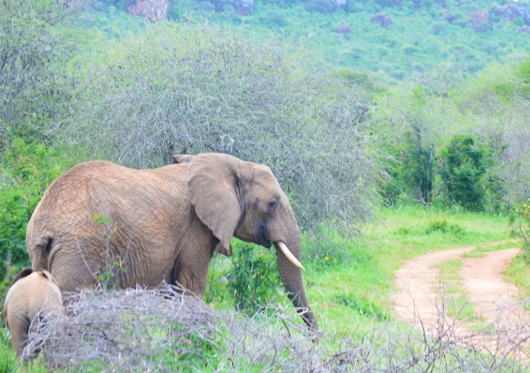 Mother and child at Mpala research center